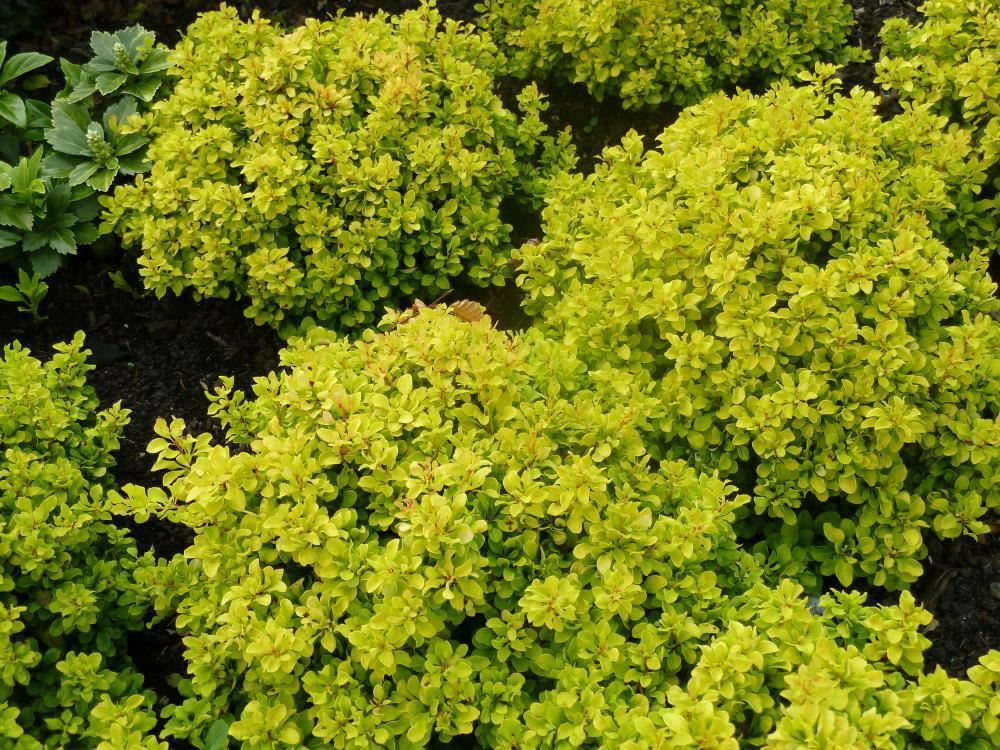 Plantenfiche-Berberis-thunbergii-Tiny-Gold-