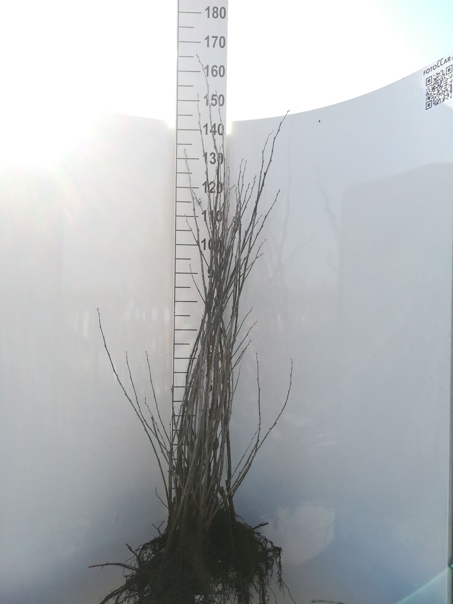 Populus alba 'Nivea' - blote wortel - 90-120 cm