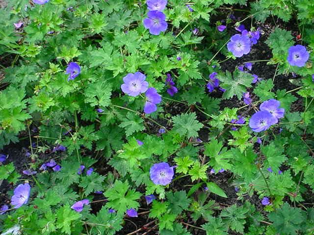 Plantenfiche-Geranium-wallichianum-Buxton-s-Variety-