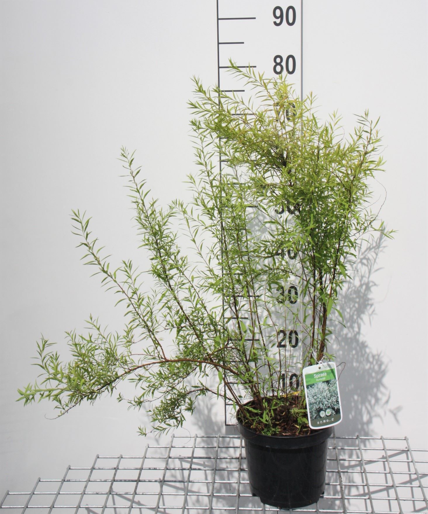 Spiraea thunbergii - pot 3L - 40-60 cm