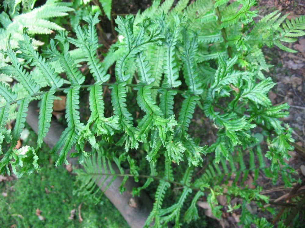 Plantenfiche-Dryopteris-affinis-Cristata-