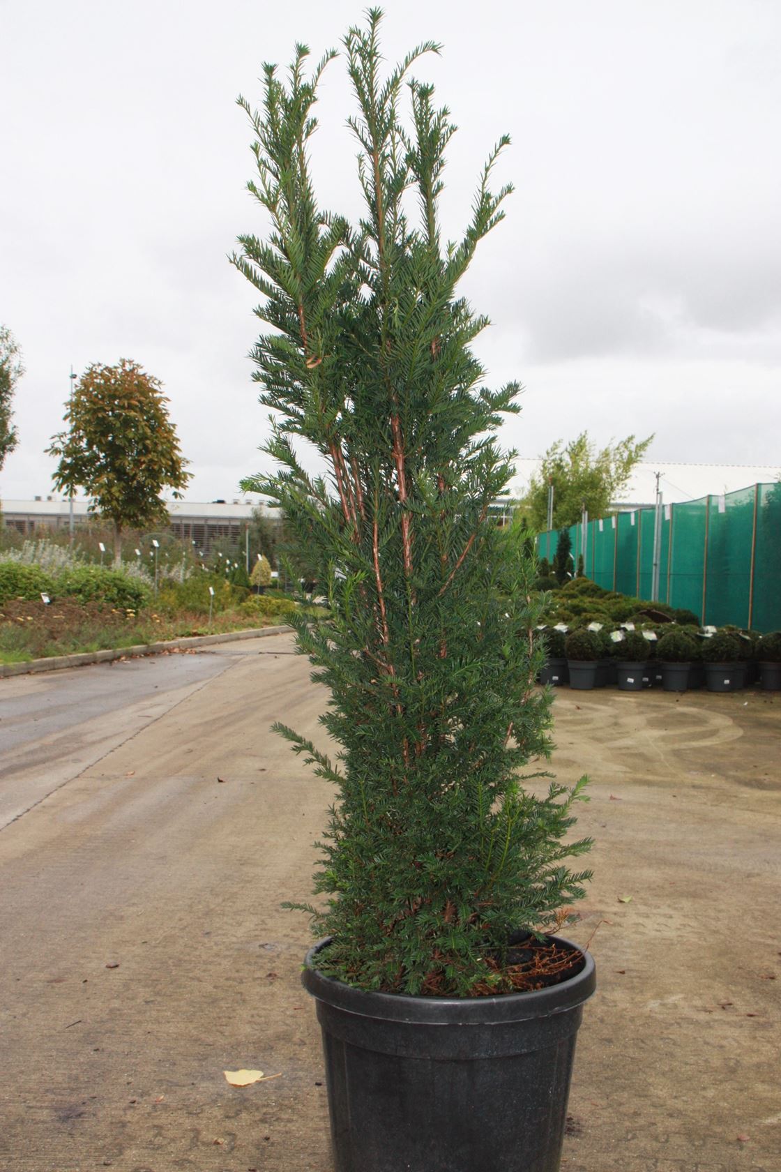 Taxus baccata - pot - 80-100 cm