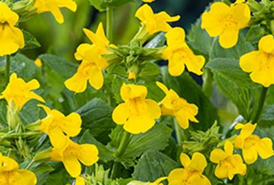 Mimulus luteus - pot 9x9 cm