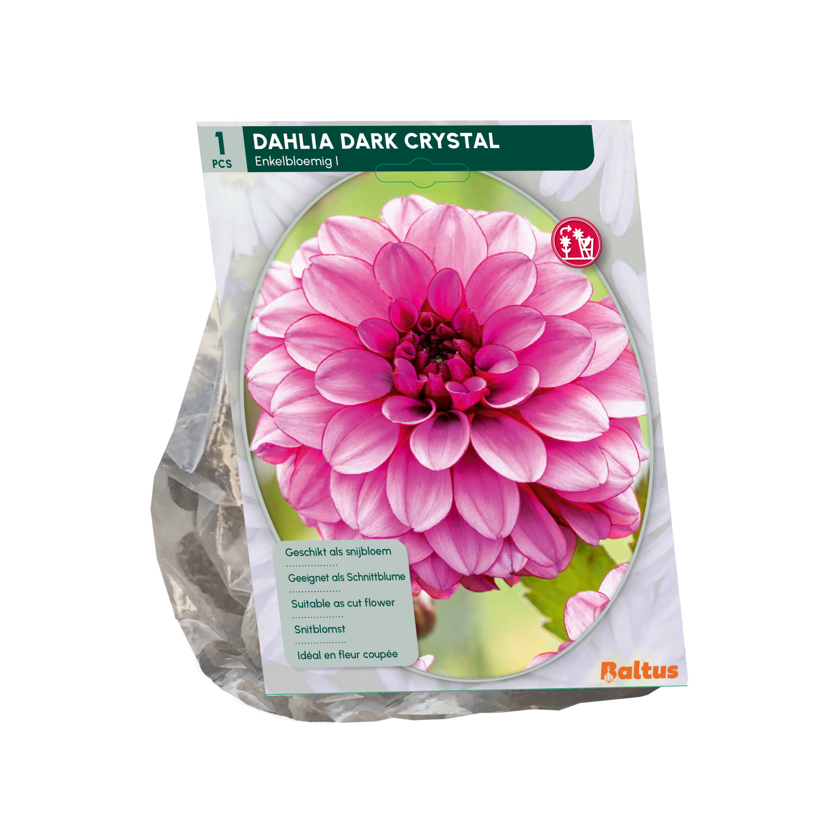 Baltus dahlia 'Dark Crystal' - Najaarsbloeiers - 1 bol (roze-paars)
