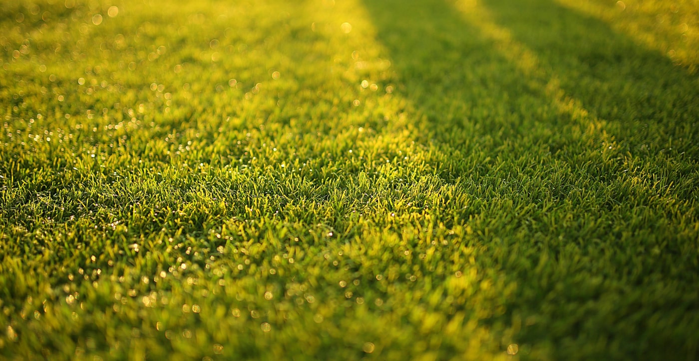 5 raisons pour lesquelles votre pelouse ne pousse pas bien