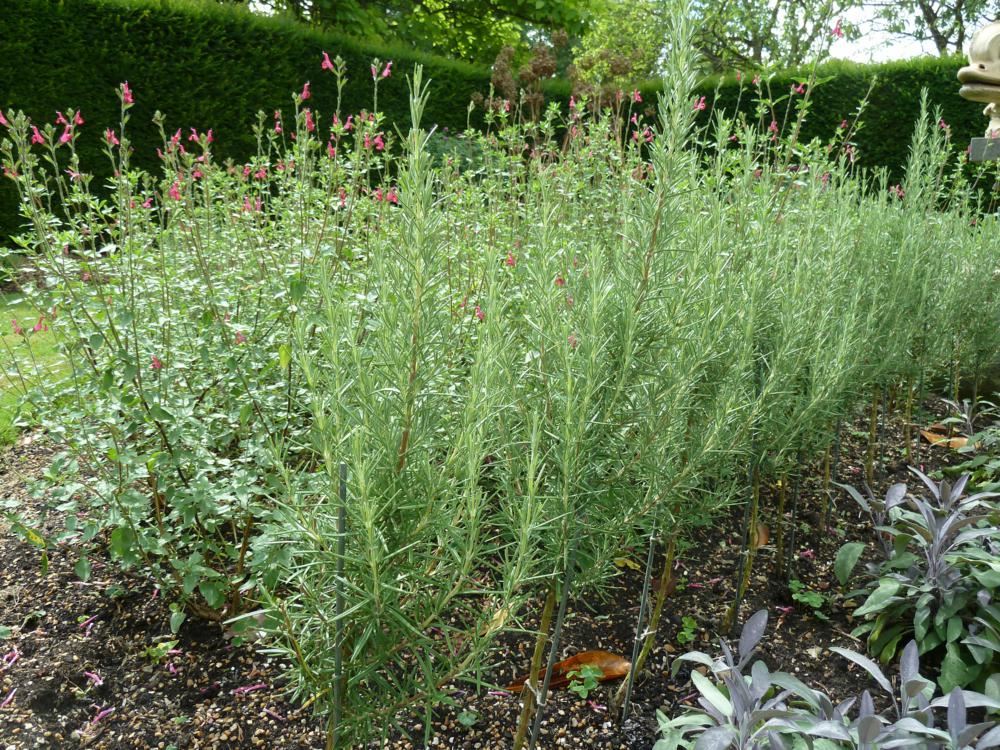 Plantenfiche-Rosmarinus-officinalis-Miss-Jessopp-s-Upright-