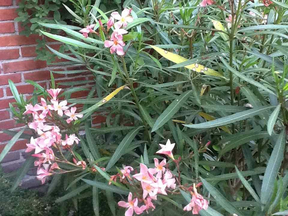 Plantenfiche-Nerium-oleander