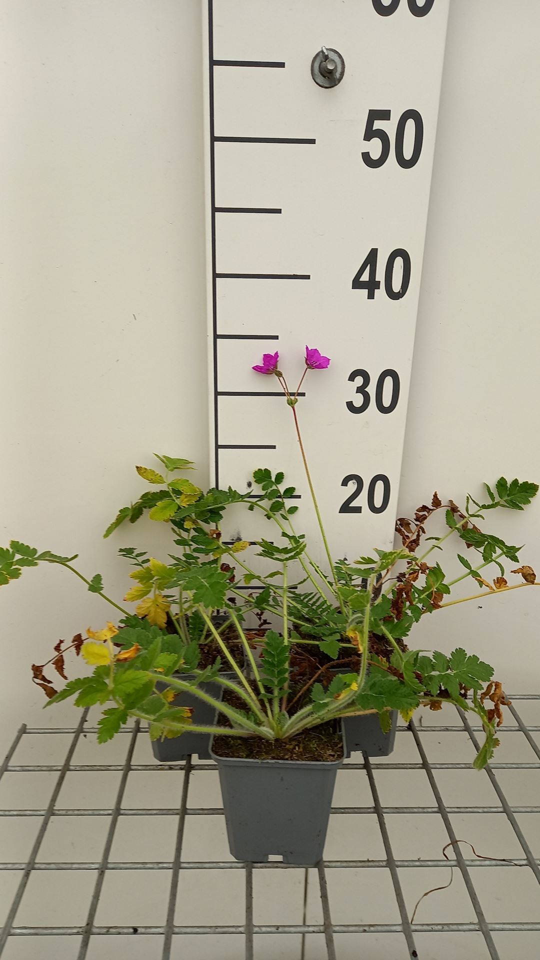 Erodium manescavii - pot 9x9 cm