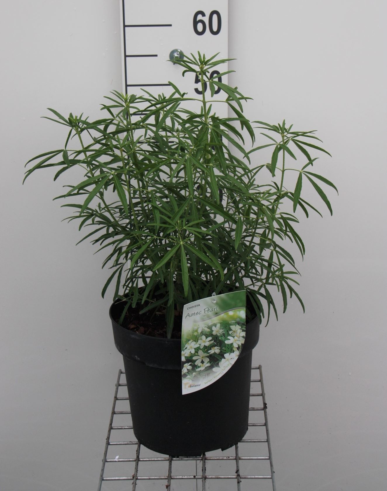 Choisya 'Aztec Pearl' - pot 7,5L - 50-60 cm