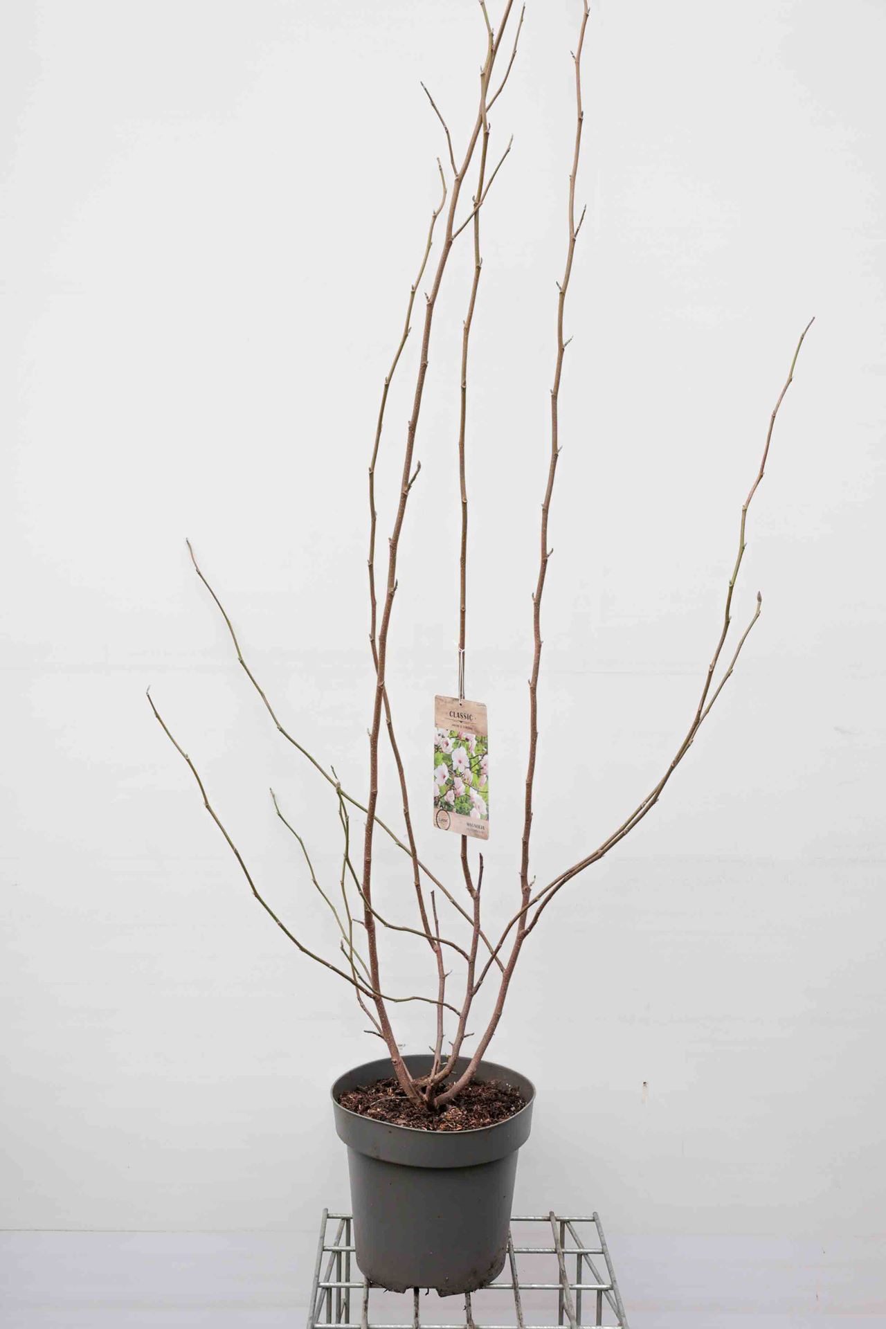 Magnolia x soulangeana - pot 12L - 125-150 cm