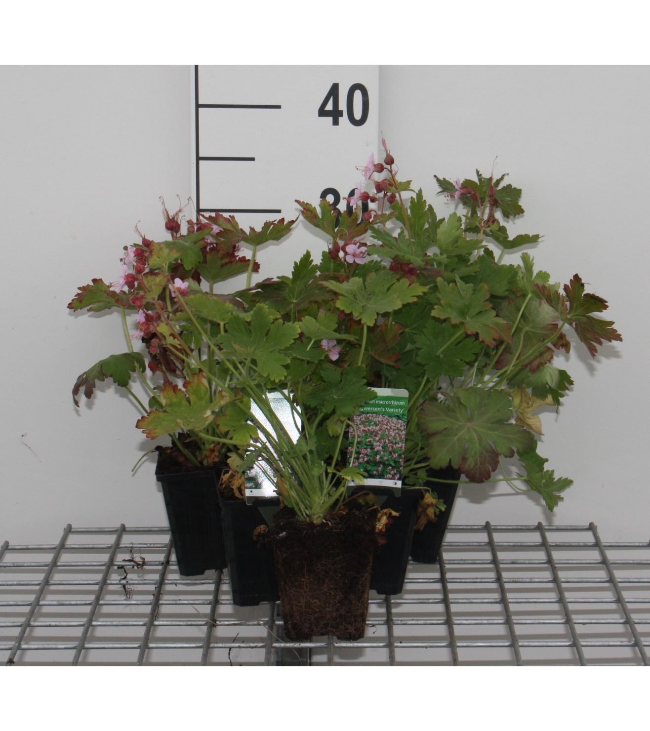 Geranium macrorrhizum 'Ingwersen's Variety' - pot 9x9 cm