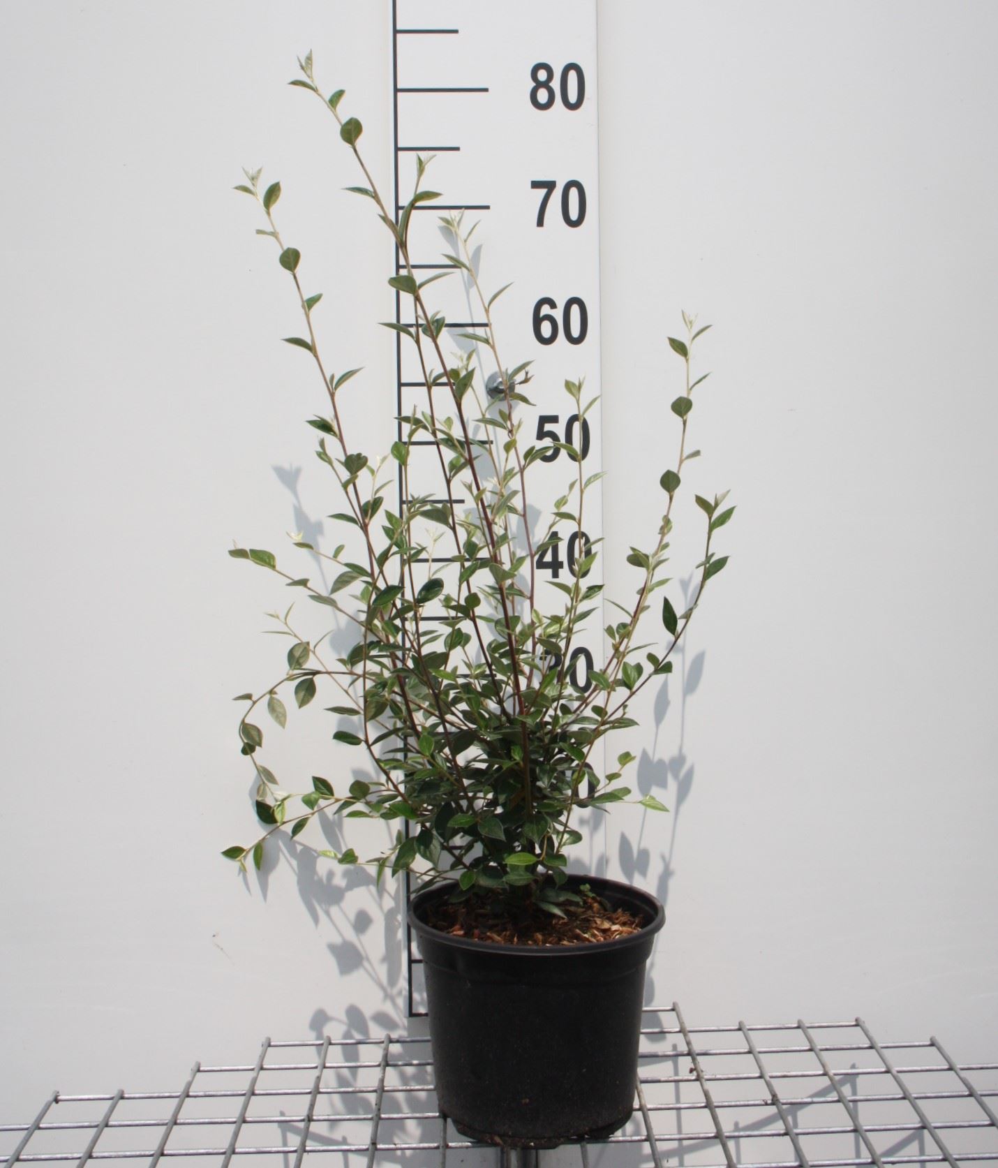 Cotoneaster franchetii - pot - 60-80 cm