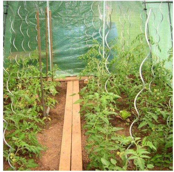 Famiflora spirales de tomates galvanisées - 1m70 - Par 10 pièces
