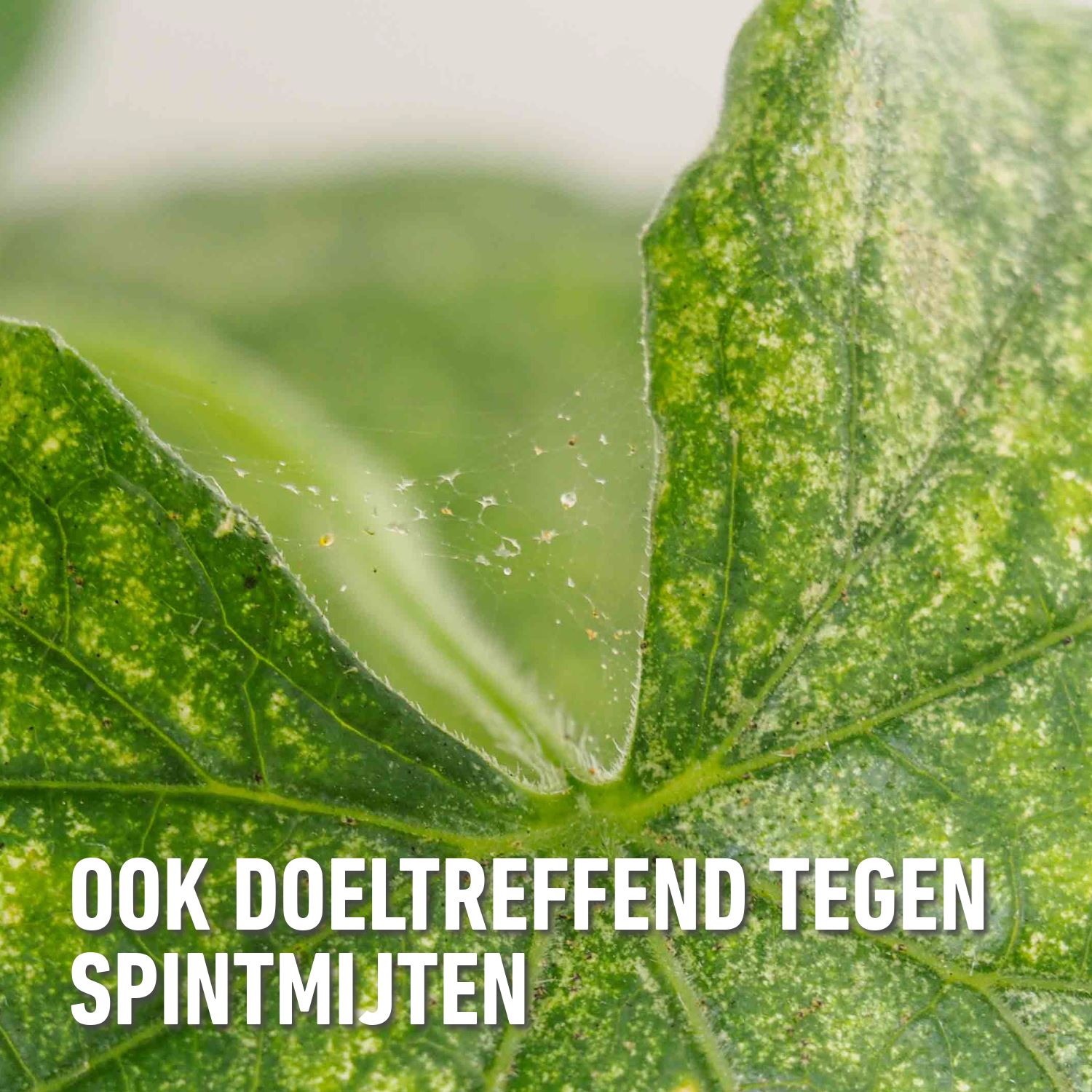 Compo-fazilo-spray-750ml