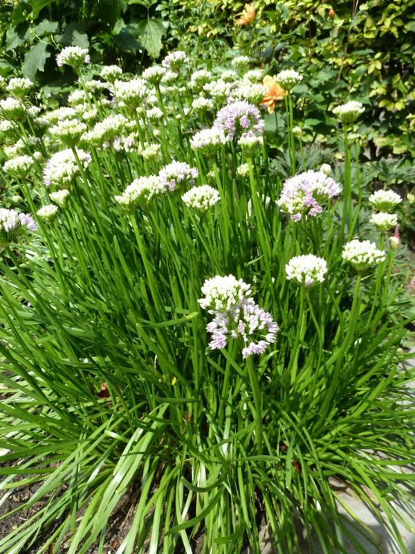 Plantenfiche-Allium-senescens