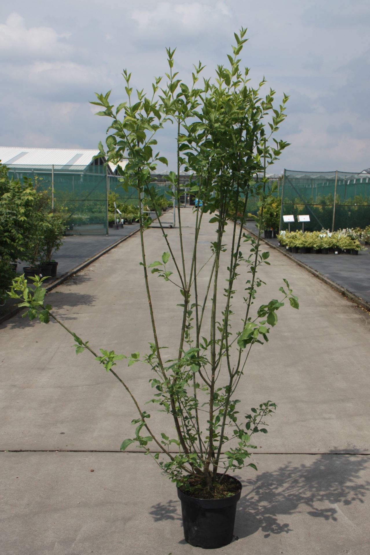 Euonymus europaeus - pot 10L - 80-100 cm
