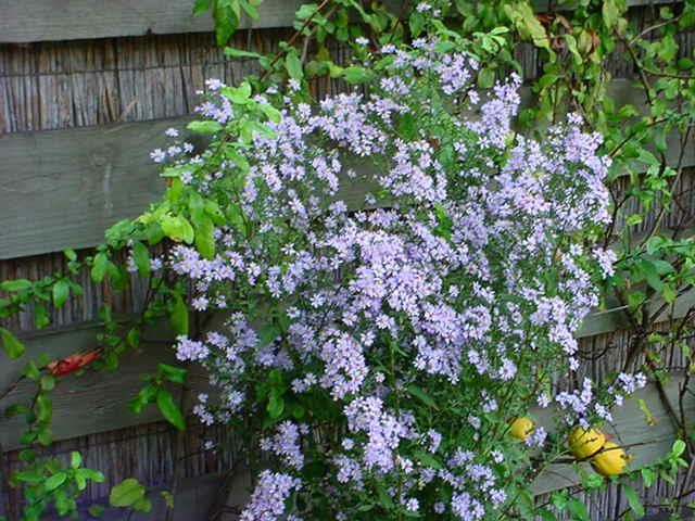 Plantenfiche-Aster-cordifolius-Ideal-