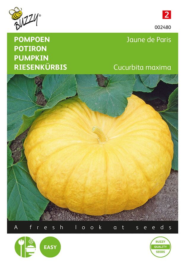 Buzzy® Pumpkin seeds - Yellow Giants