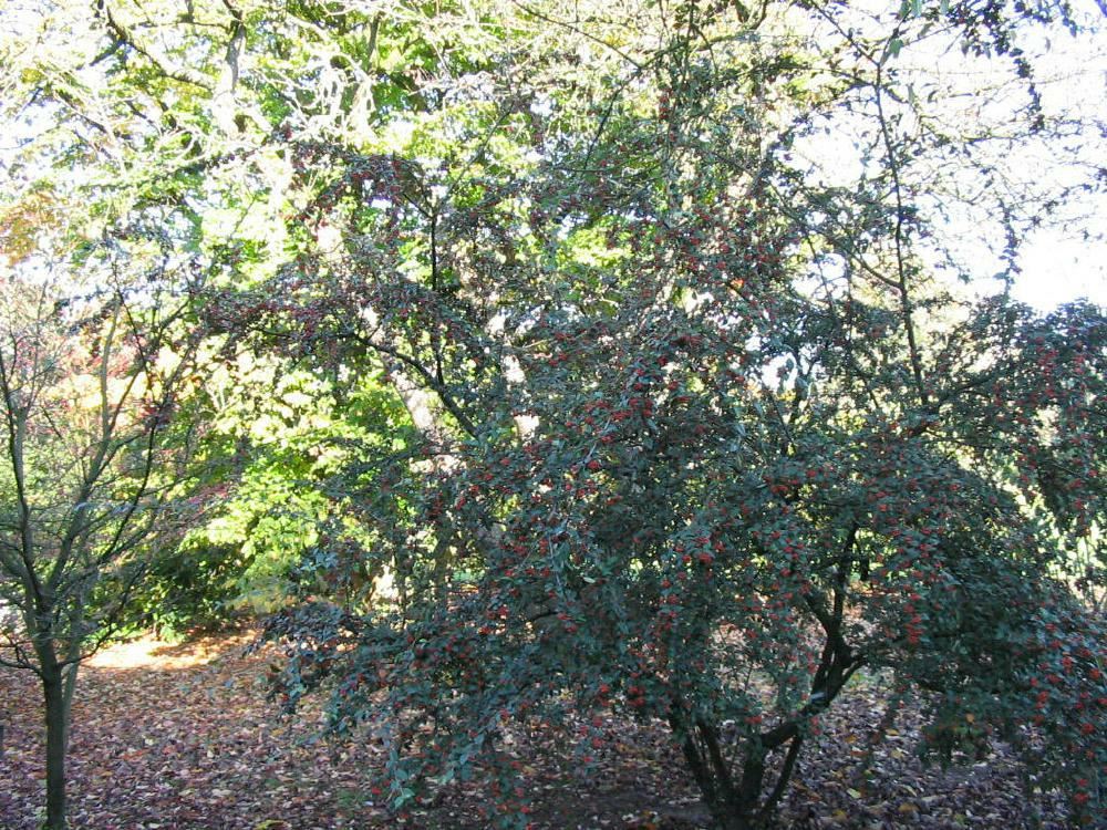 Plantenfiche-Cotoneaster-franchetii