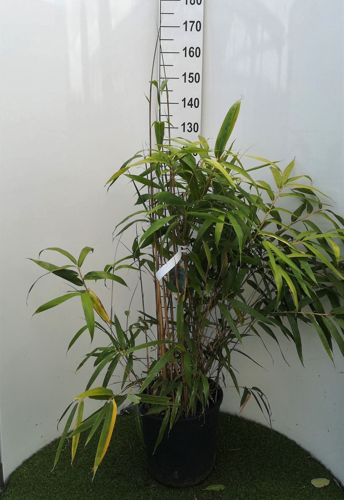 Pseudosasa japonica - pot 18L - 125-150 cm