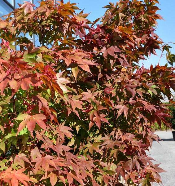 Acer palmatum 'Ohsakazuki' - pot 30L - 150-175 cm