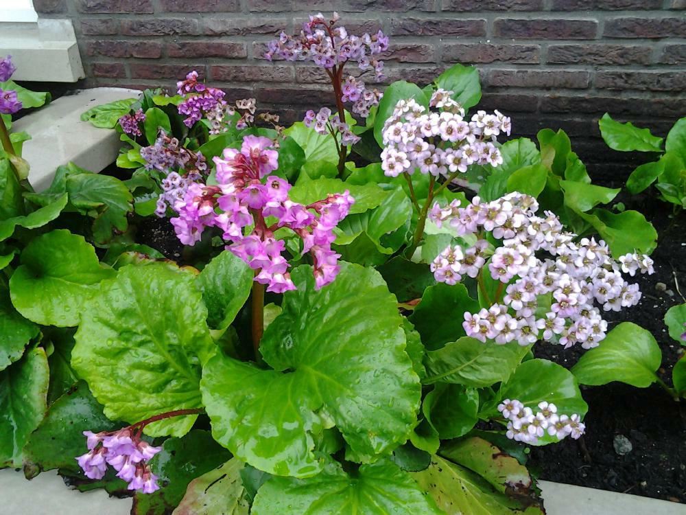 Plantenfiche-Bergenia-cordifolia