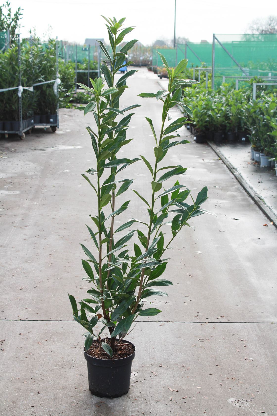 Prunus laurocerasus 'Caucasica' - pot 10L - 100-125 cm