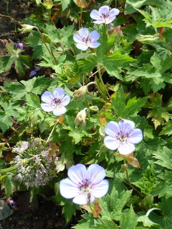 Plantenfiche-Geranium-Noorthava-Havana-Blue-