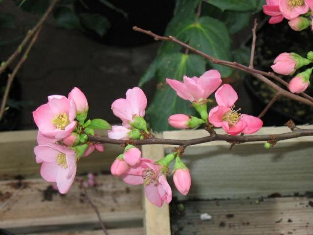 Plantenfiche-Chaenomeles-x-superba-Pink-Lady-