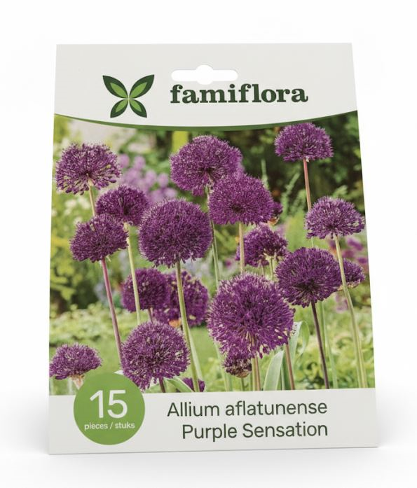 Famiflora Allium Purple Sensation - Voorjaarsbloeiers - 15 bloembollen