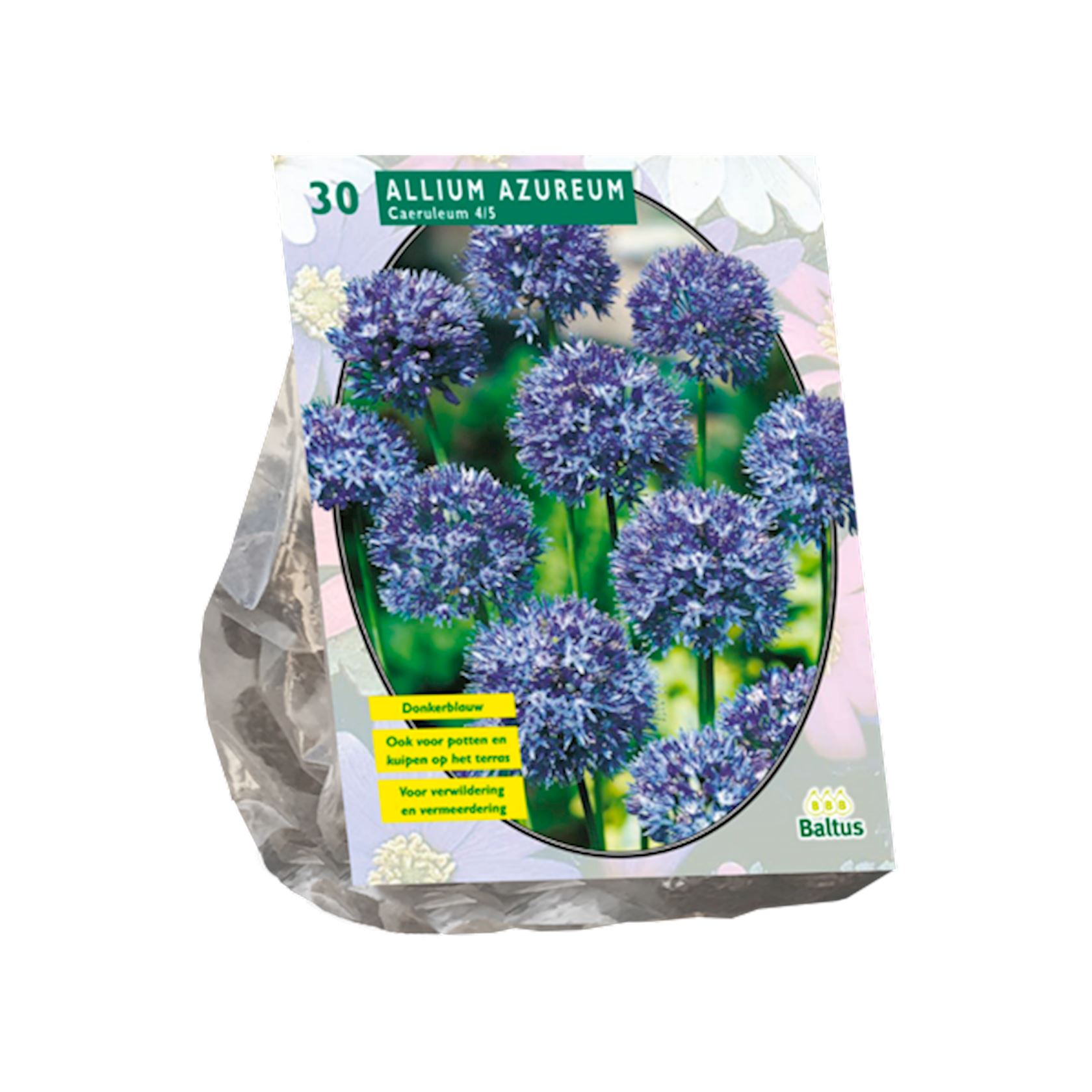 allium-caeruleum-azureum-per-30
