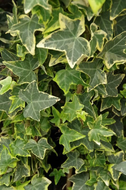 Plantenfiche-Hedera-helix-Goldchild-