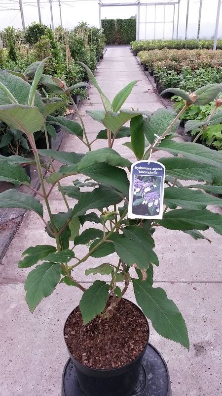 Hydrangea aspera 'Macrophylla' - pot 10L - 60-80 cm