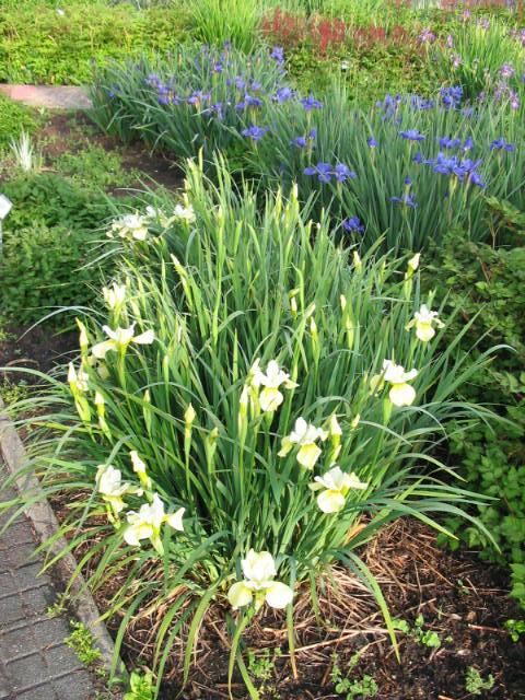 Plantenfiche-Iris-sibirica-Butter-and-Sugar-