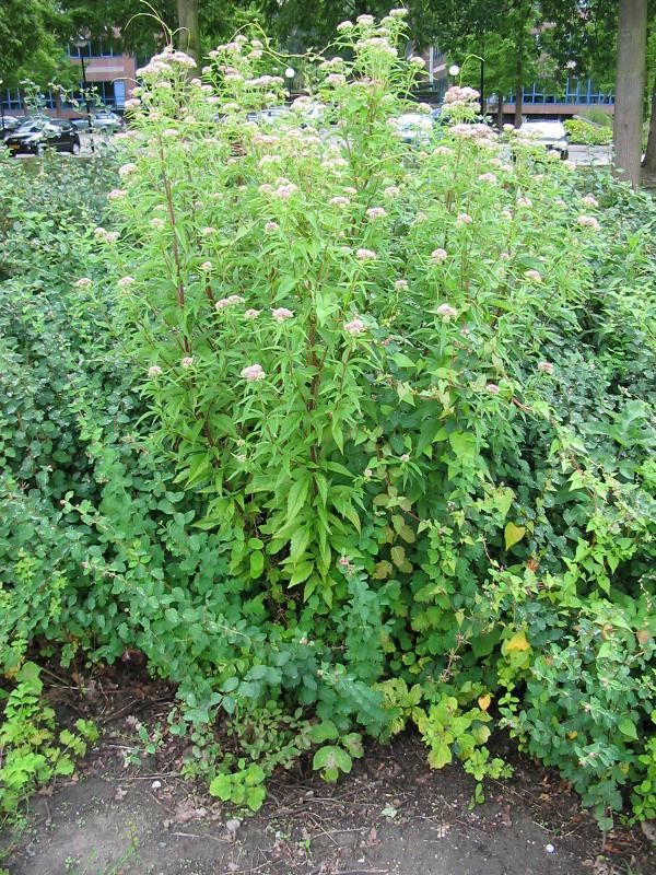 Plantenfiche-Eupatorium-cannabinum