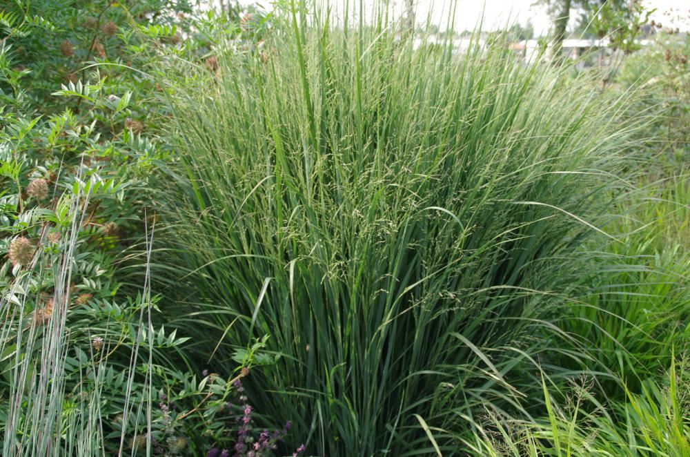 Plantenfiche-Panicum-virgatum-Northwind-