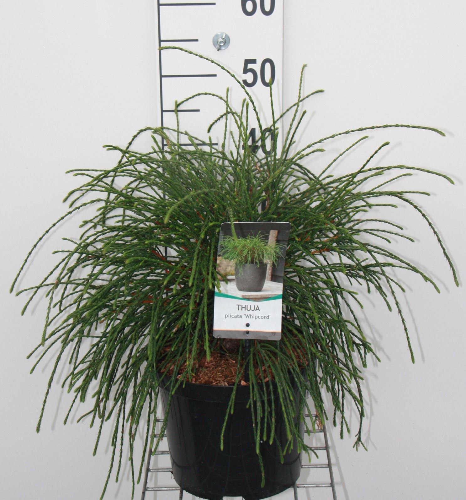 Thuja plicata 'Whipcord' - pot - 25-30 cm