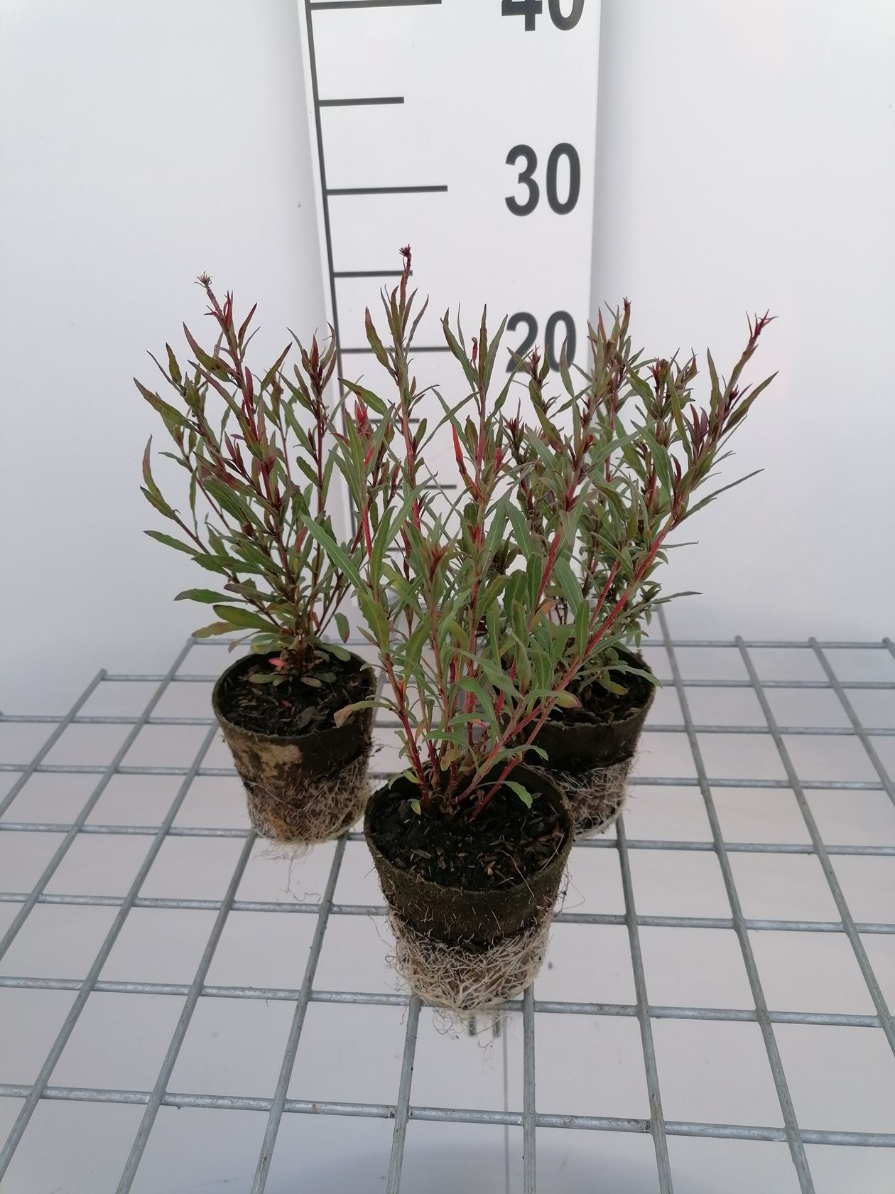 Gaura lindheimeri 'Siskiyou Pink' - biopot ø8 cm