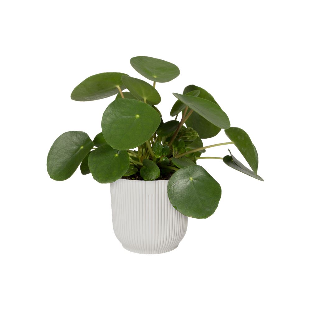 Bloempot-vibes-fold-rond-14cm-zijdewit