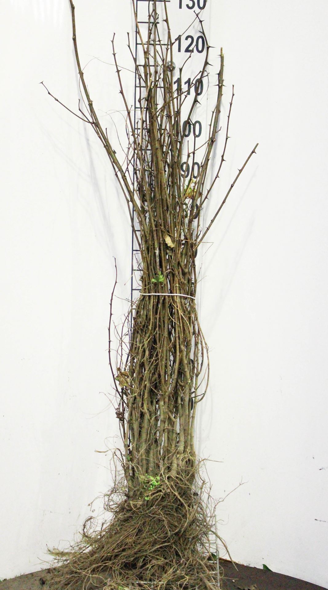 Robinia pseudoacacia - bare root - 90-120 cm