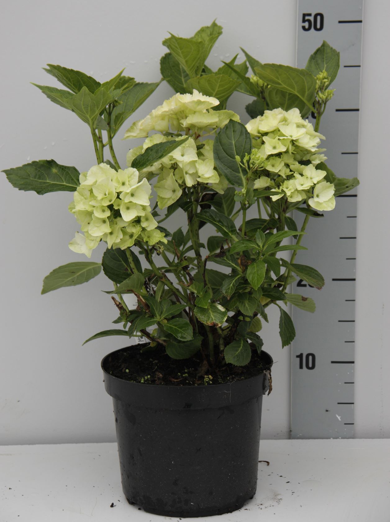 Hydrangea macrophylla - wit - pot - 25-30 cm