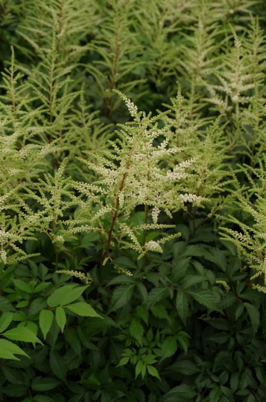Plantenfiche-Astilbe-Irrlicht-