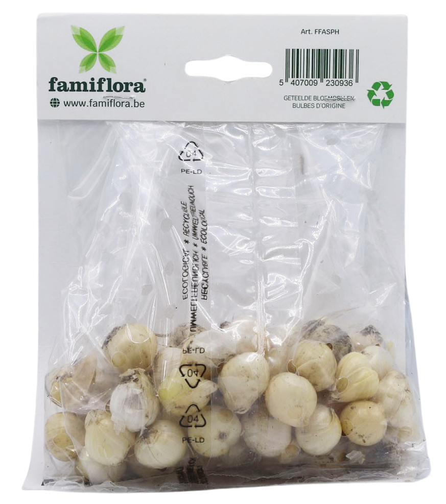 Famiflora Allium Sphaerocephalon - 60 bulbes - Taille 5/6 - Bulbes de printemps