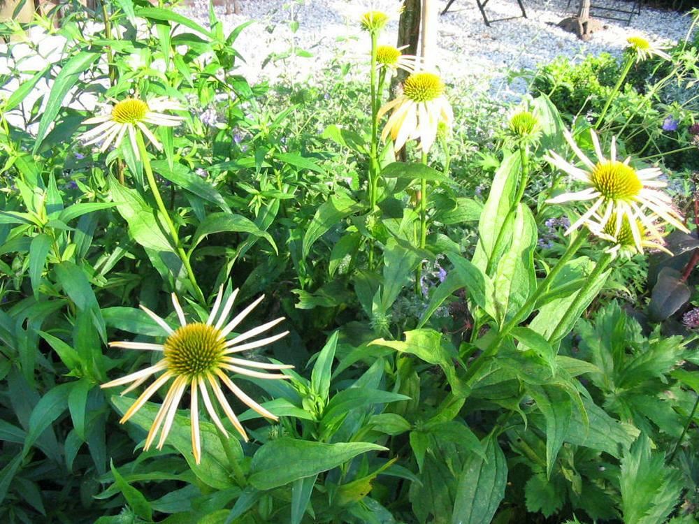 Plantenfiche-Echinacea-Harvest-Moon-