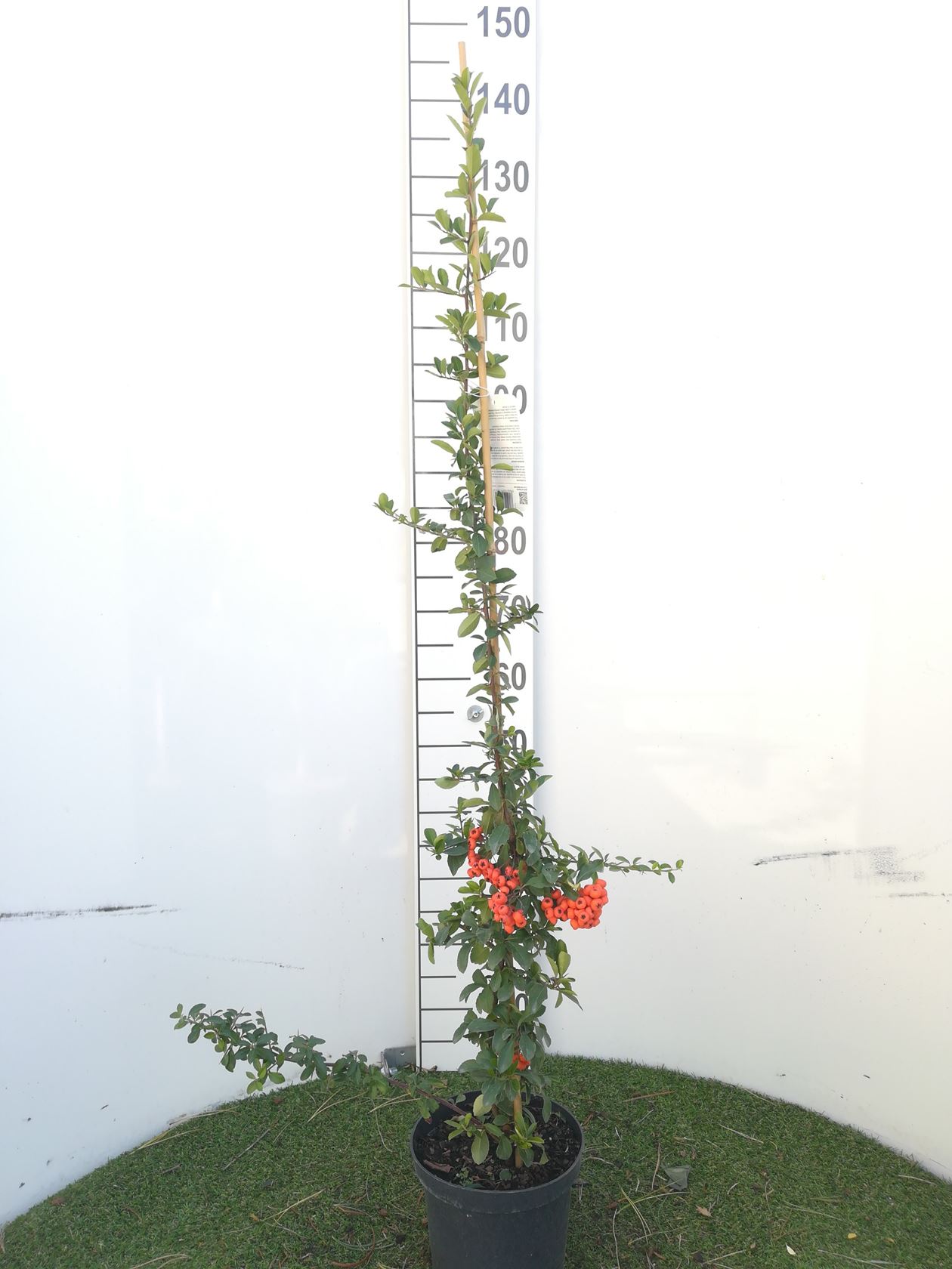 Pyracantha coccinea 'Red Column' - pot 3L - 80-100 cm