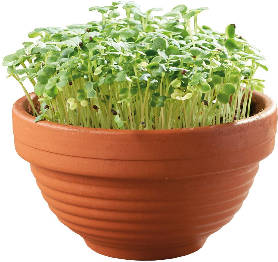 Buzzy-Microgreens-Terra-Schaaltje-Tatsoi