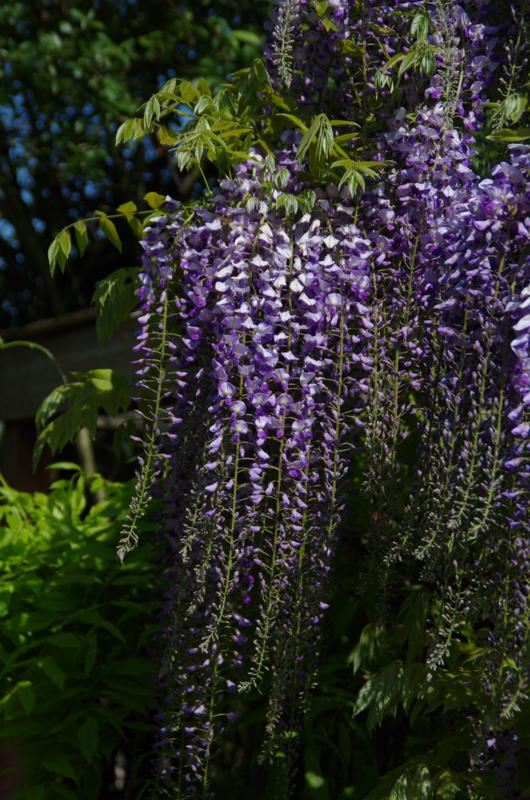 Plantenfiche-Wisteria-floribunda-Kyushaku-