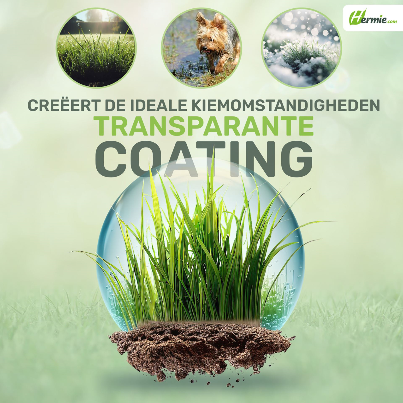 Famiflora graine de gazon Play & Sport - pour l'établissement d'un nouveau gazon - 1kg jusqu'à 50m²