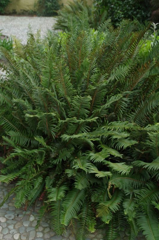 Plantenfiche-Polystichum-munitum
