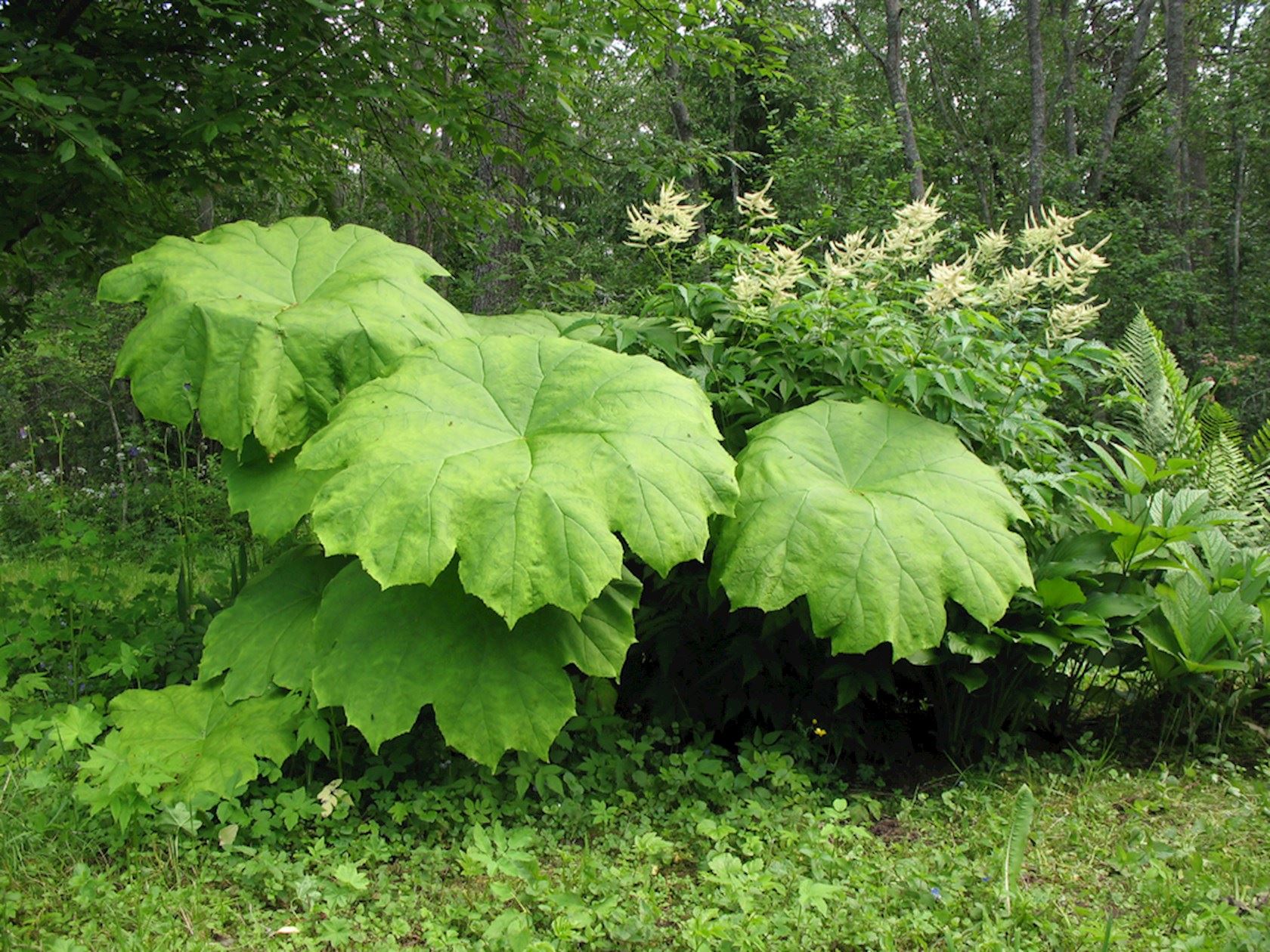 Plantenfiche-Astilboides-tabularis